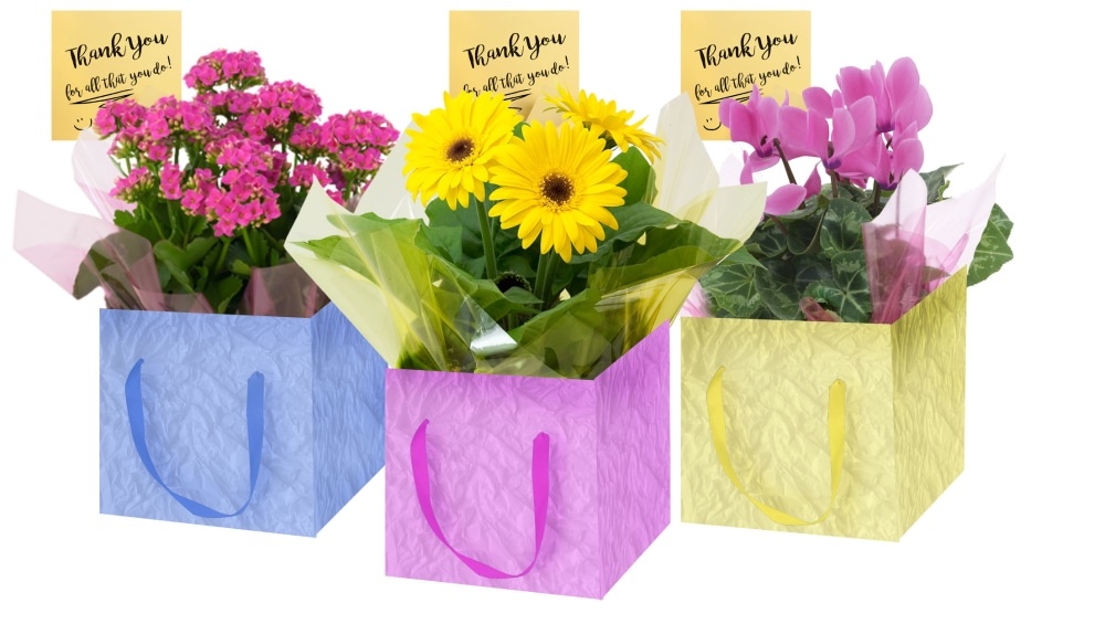 slide 1 of 1, Blooming Thank You Gift Box - Assorted, 6 in pot