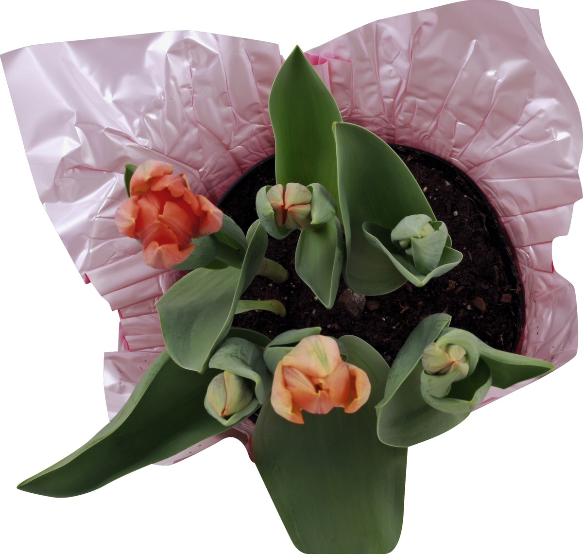 slide 2 of 6, Tulips In Mylar, 6 in