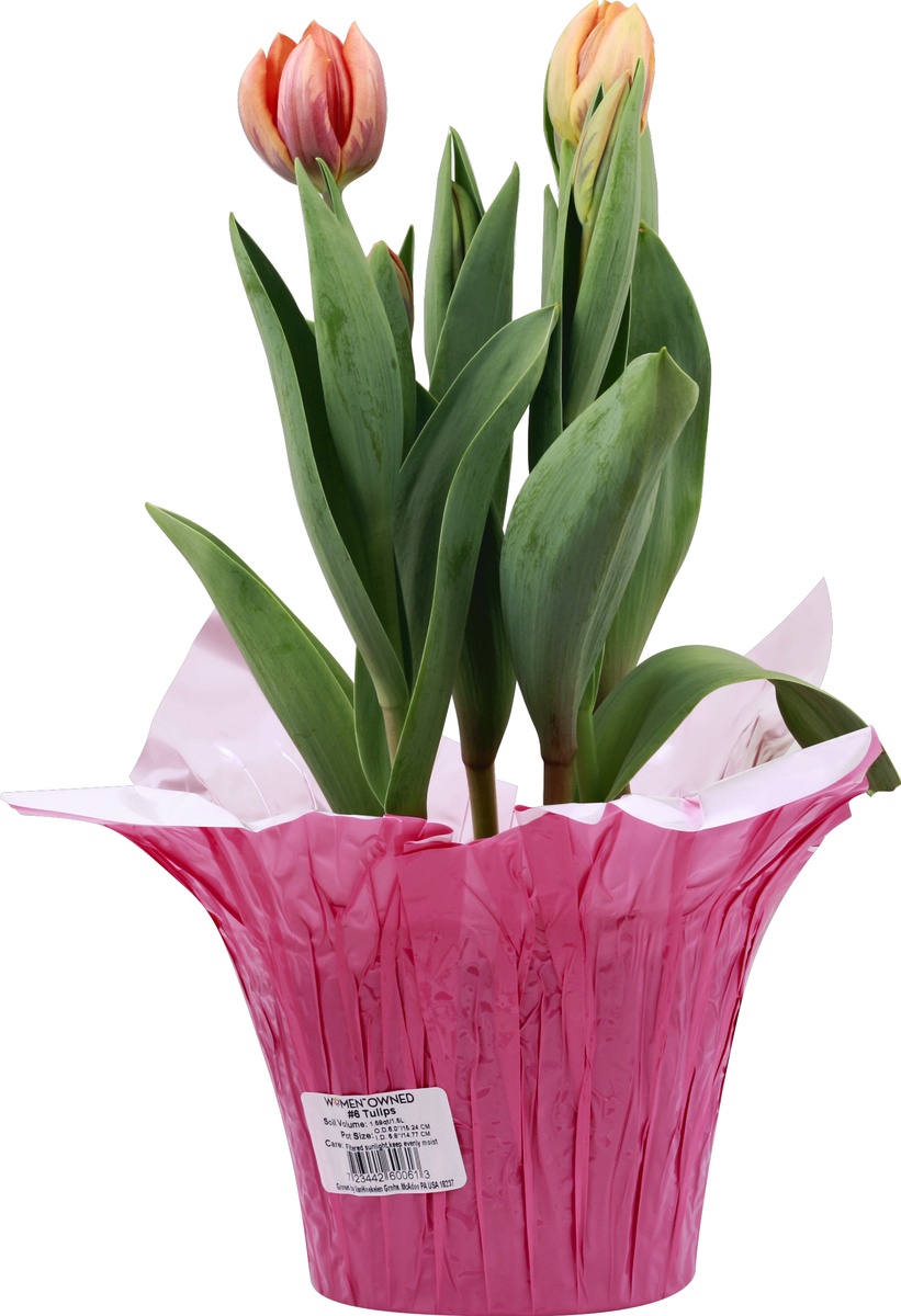 slide 3 of 6, Tulips In Mylar, 6 in