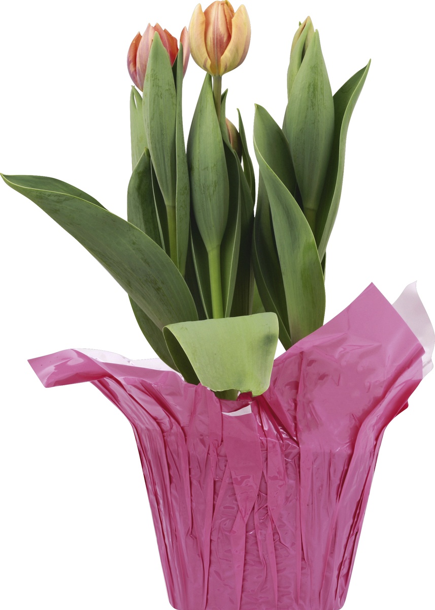 slide 5 of 6, Tulips In Mylar, 6 in