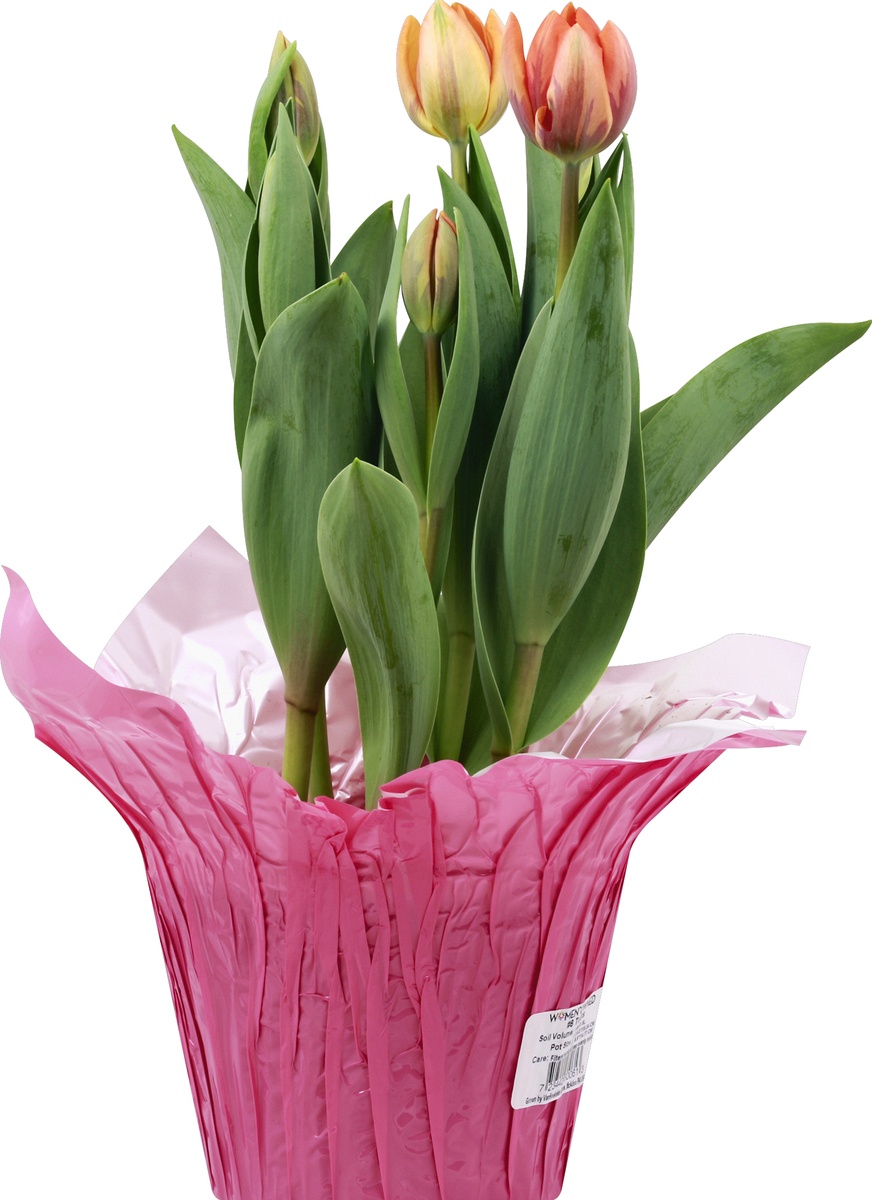 slide 6 of 6, Tulips In Mylar, 6 in