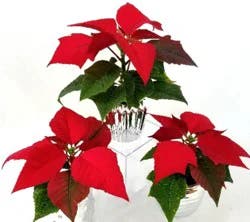 Mini Poinsettia in 2-Inch Pot
