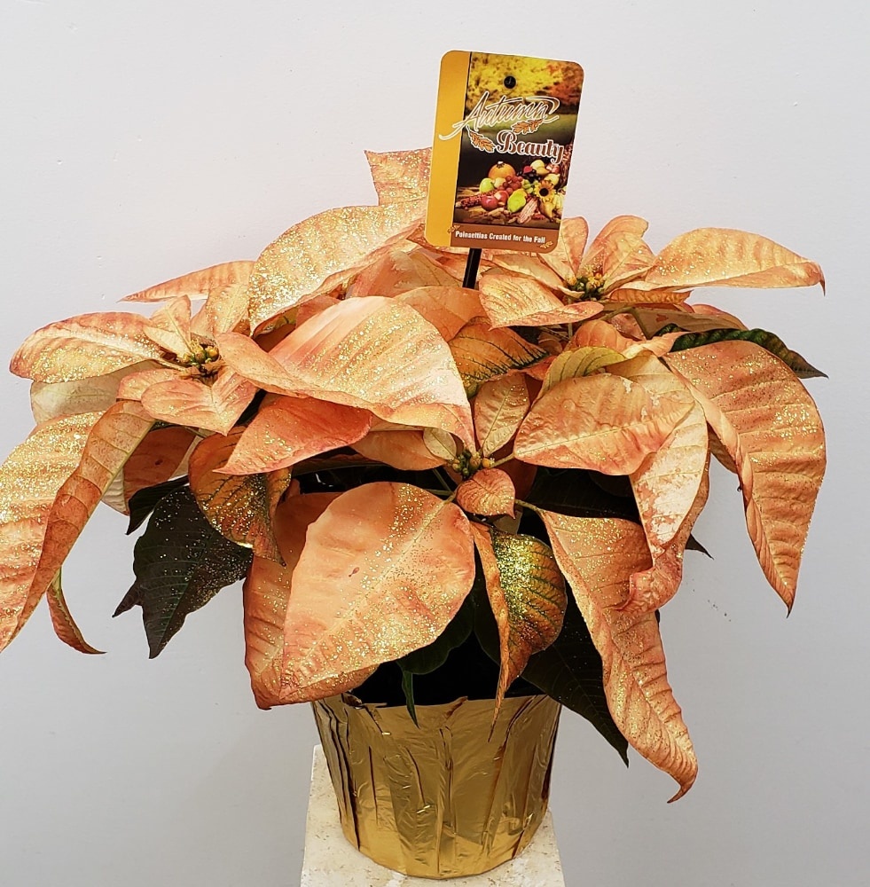 slide 1 of 1, Autumn Beauty Poinsettia With Holiday Pot Cover (Approximate Delivery Is 5-7 Days), 6.5 in pot