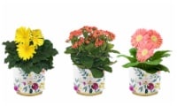slide 1 of 1, Blooming Plant In Floral Tin - Assorted, 4 in