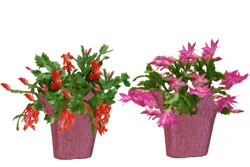 Fresh Holiday Zygo Christmas Cactus in 6 inch Container