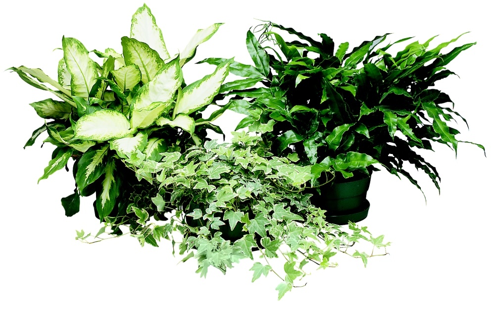 slide 1 of 1, Assorted Large Houseplant, 10 in