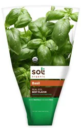 Soli Organic Basil 1 ea