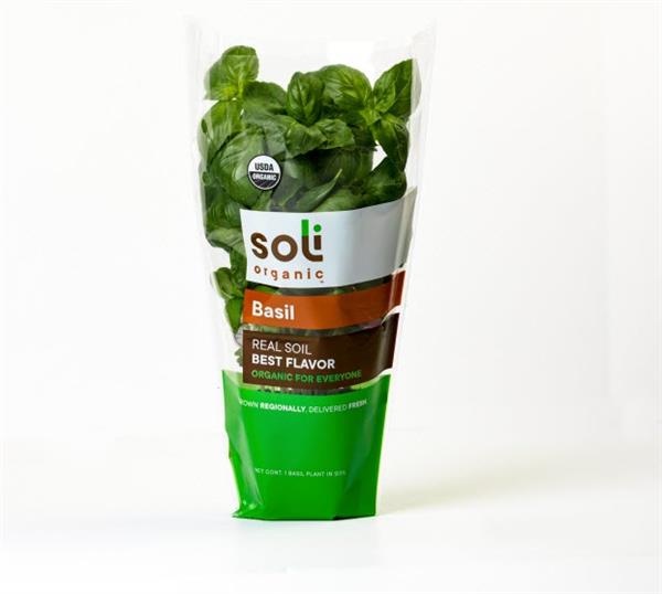 slide 1 of 1, Potted Herbs Basil, 1 ct