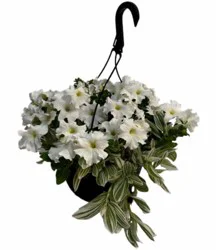 White Petunia Outdoor Floral Hanging Basket