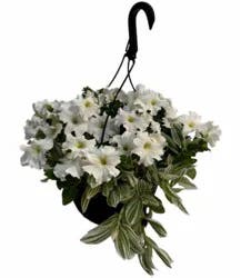 White Petunia Outdoor Floral Hanging Basket