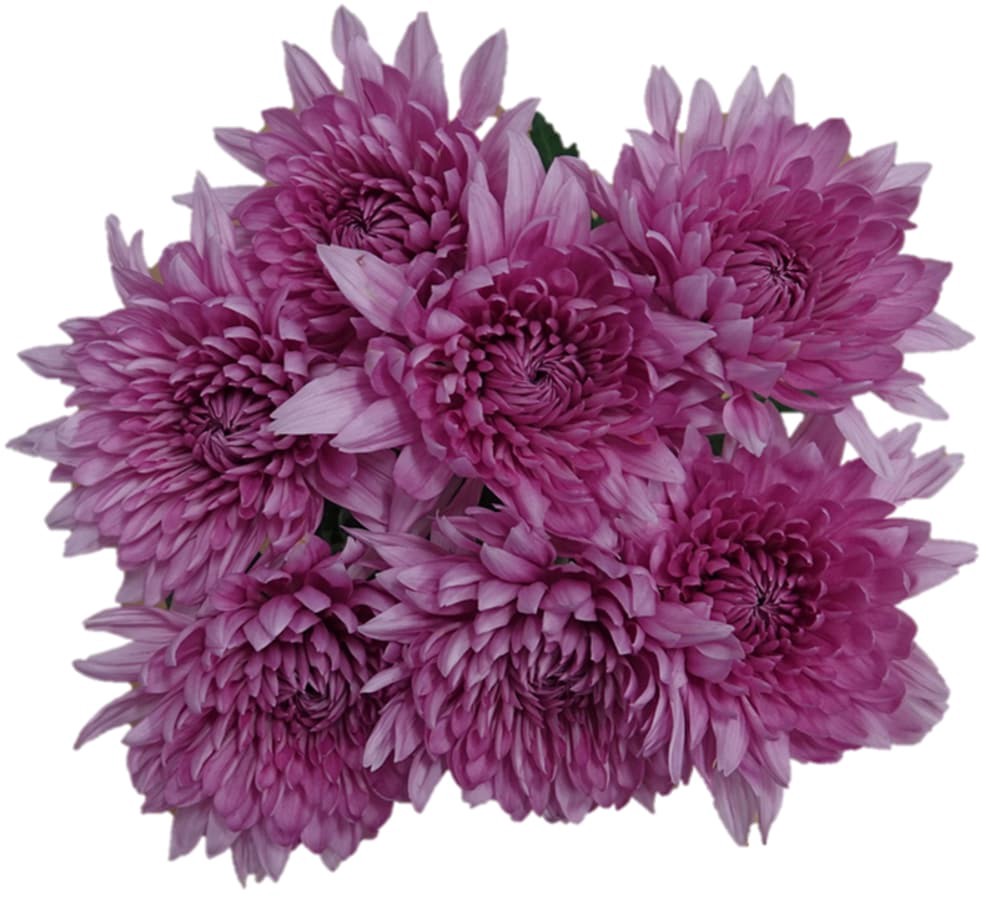 slide 5 of 5, The Queen's Flowers Natural / Enhanced Disbuds, 7 ct