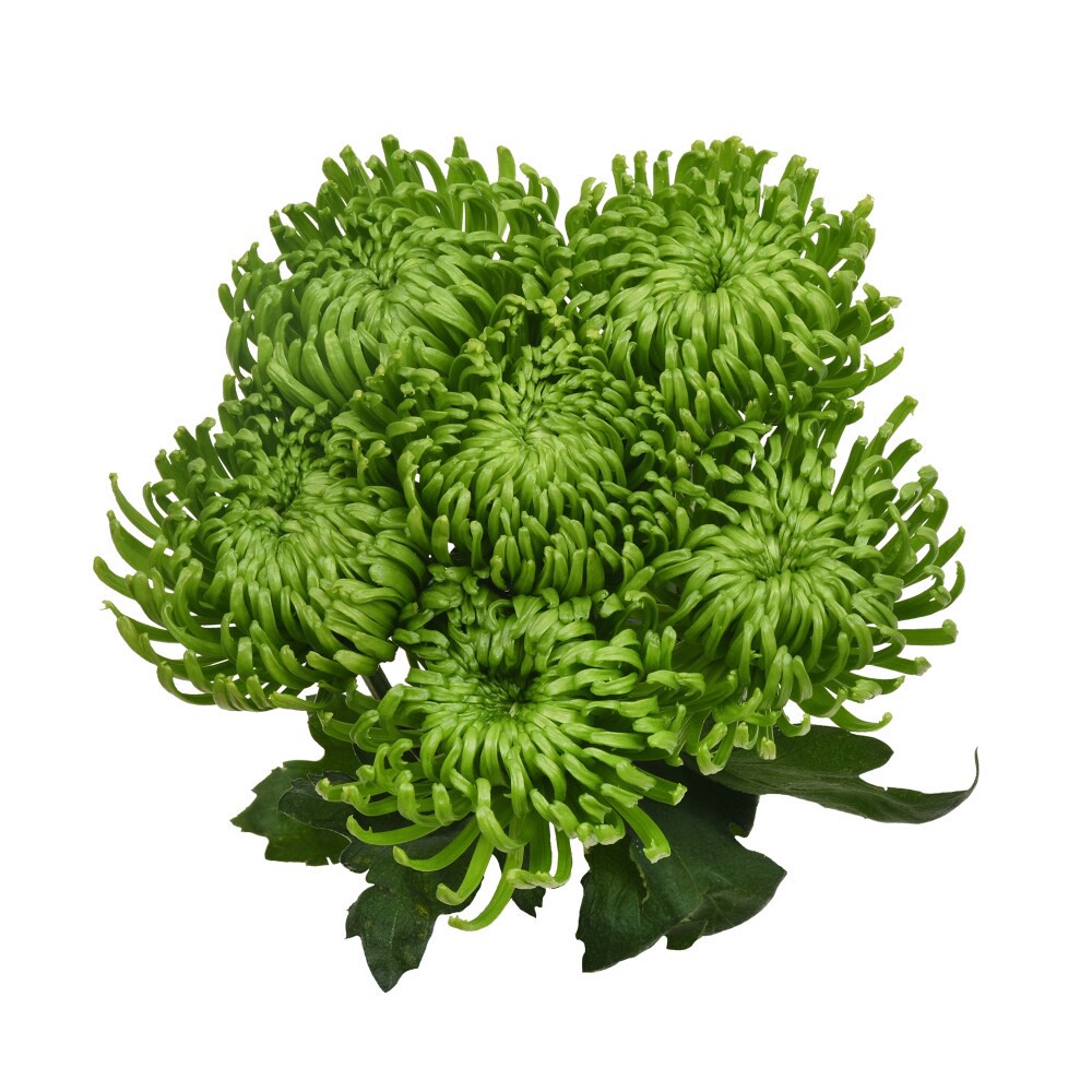 slide 4 of 5, The Queen's Flowers Natural / Enhanced Disbuds, 7 ct