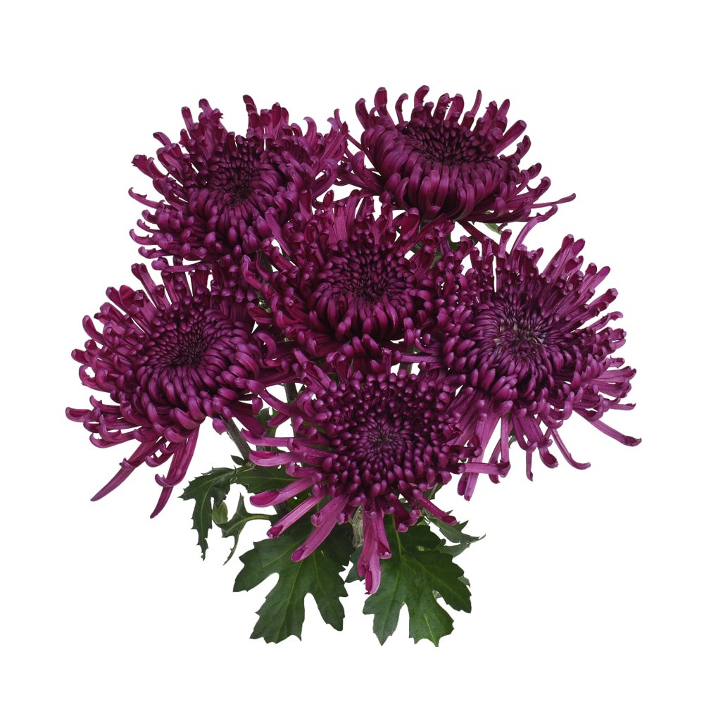 slide 2 of 5, The Queen's Flowers Natural / Enhanced Disbuds, 7 ct