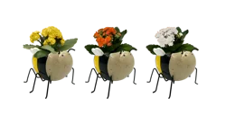 Potted Sweet Bee Plant, 1 ct