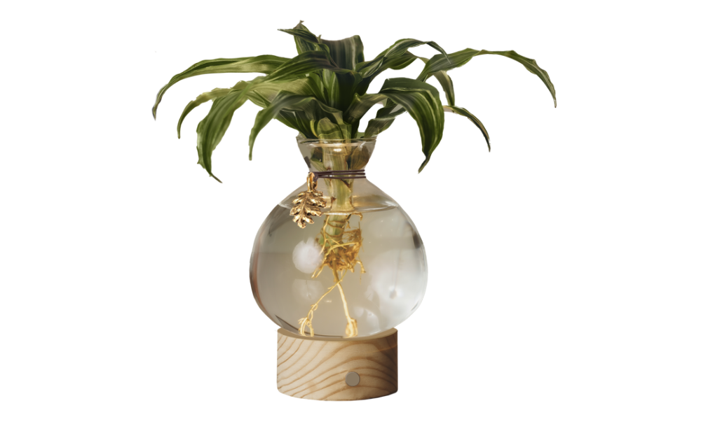 slide 1 of 1, Illuminate - Fall, 12 in