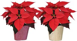 Winter Poinsettia in Glitter Pot Cover - Assorted