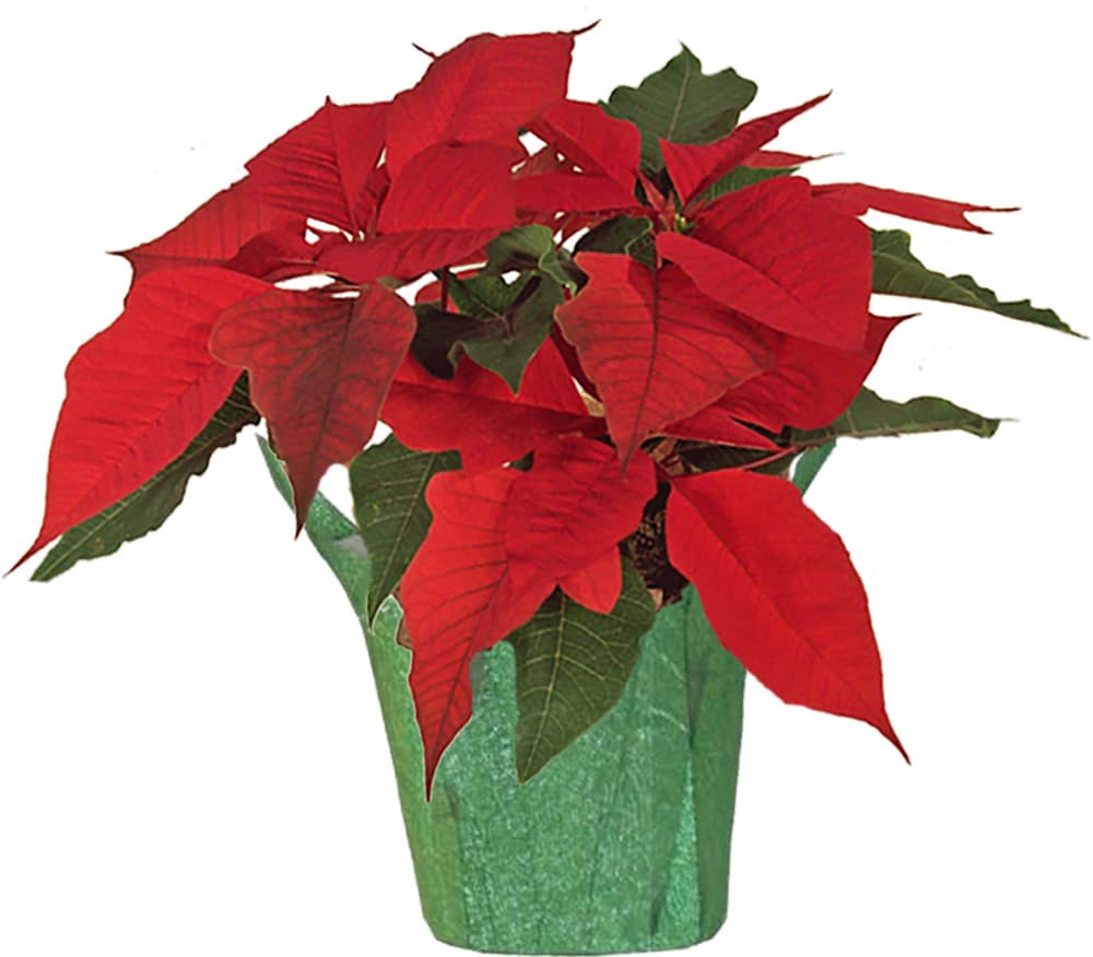slide 1 of 1, Poinsettia Potted Plant - Assorted, 4 in