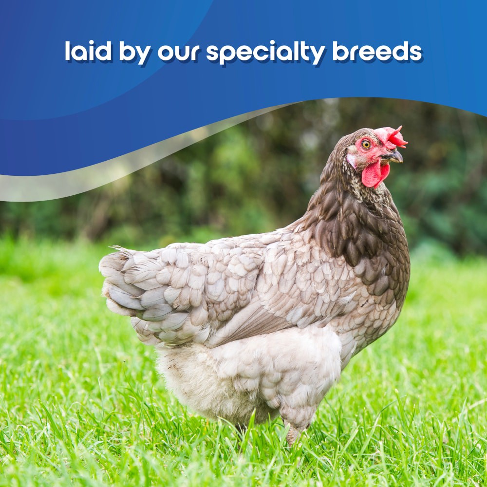 slide 2 of 6, Happy Egg Co. Eggs, Heritage, Blue & Brown, Large, 12 ct