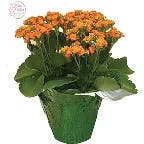 Ht Flower Gallery Assorted Kalanchoe