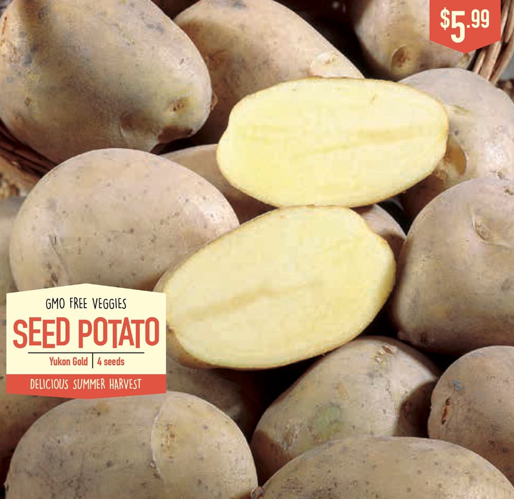 slide 1 of 1, Garden State Bulb Gmo Free Veggies Seed Potato - Yukon Gold, 4 ct