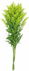 Solidago Bunch