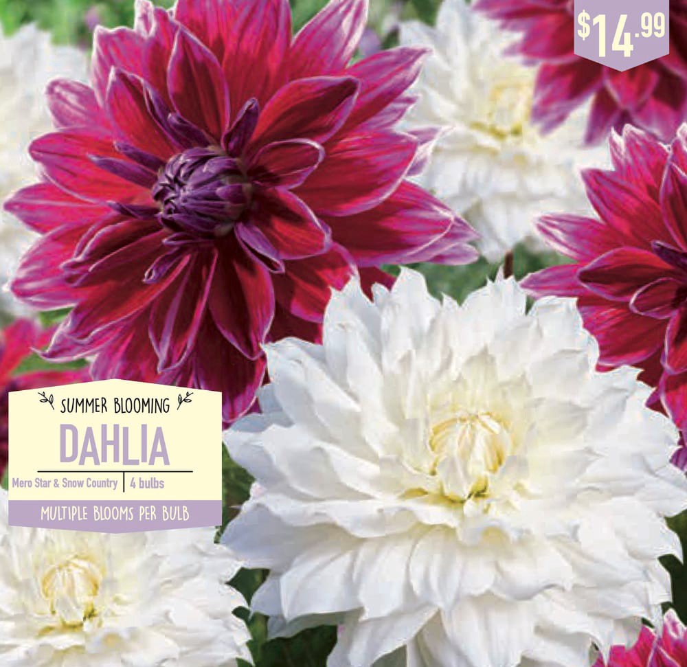 slide 1 of 1, Garden State Bulb Summer Blooming Dahlia Bulbs - Mero Star & Snow Country, 4 ct