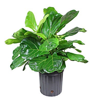 slide 1 of 1, United Nursery Fiddle Leaf Fig Potted Plant, 10 in
