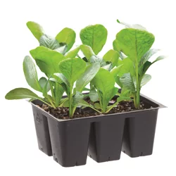 Bonnie Plants Cauliflower
