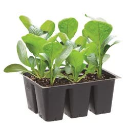 Bonnie Plants Cauliflower