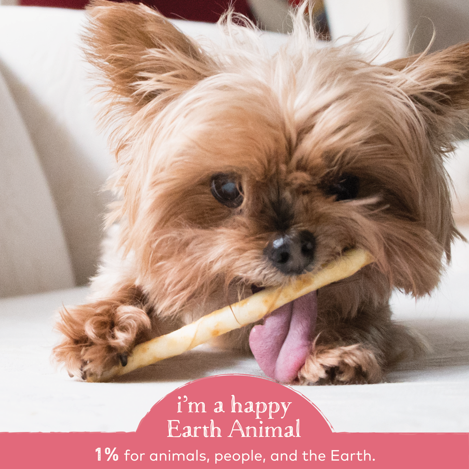 slide 3 of 4, Earth Animal No-Hide Wild-Caught Salmon Stix Natural Rawhide Alternative Dog & Cat Chews, 10 Pack, 10 ct