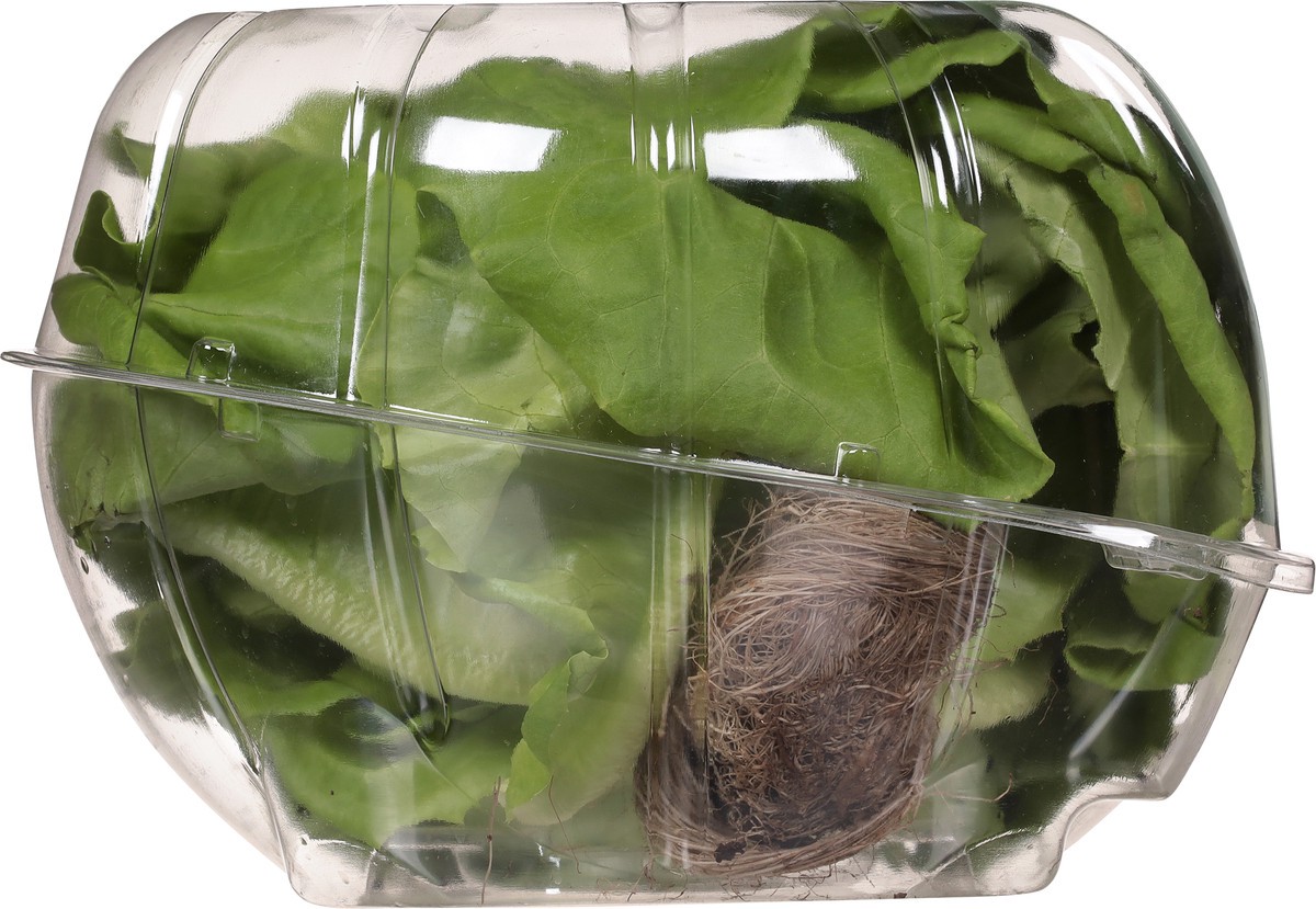 slide 4 of 13, Green Life Butter Head Lettuce, 1 ct