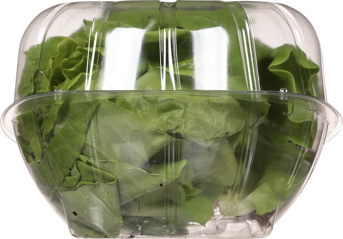 slide 6 of 13, Green Life Butter Head Lettuce, 1 ct