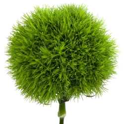 Green Ball Dianthus Bunch, 5 stems
