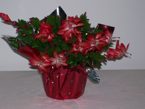 slide 1 of 1, Charlie's Produce 6 In Zygo Christmas Cactus, 1 ct