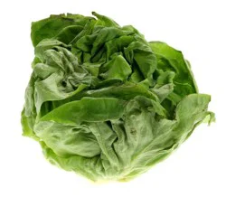 Butter Leaf Lettuce