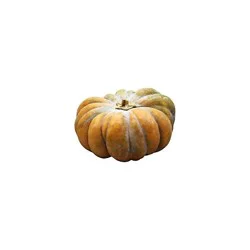 Squash Baby Yellow