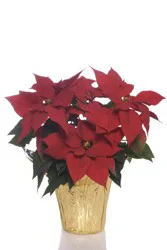 Green Circle Growers Poinsettia