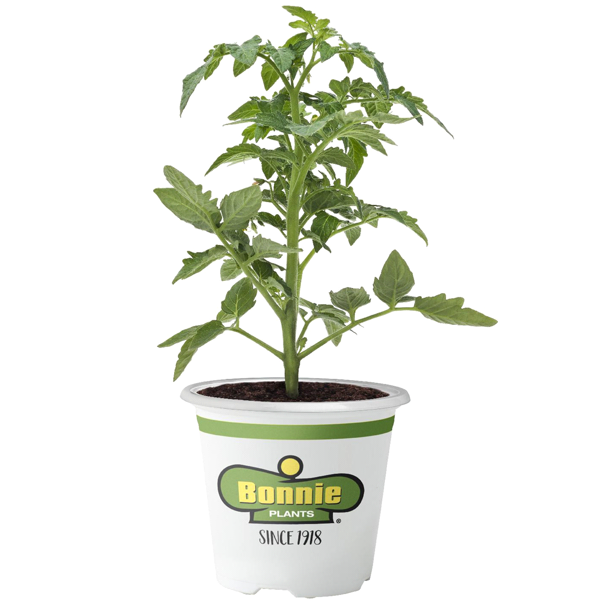 slide 1 of 5, Bonnie Plants 4.5'' Tomato - Pink Girl, 19.3 oz