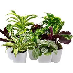 Charlie's Produce Premium Foliage 4 In