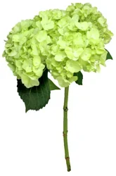Lime Green Hydrangea
