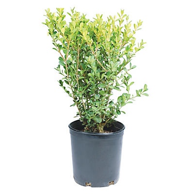 slide 1 of 1, H-E-B Texas Backyard Japanese Boxwood, 1 ct