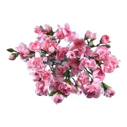 Mini Carnations (Colors May Vary)