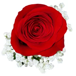 Single Red Rose w/Gyp Bouquet