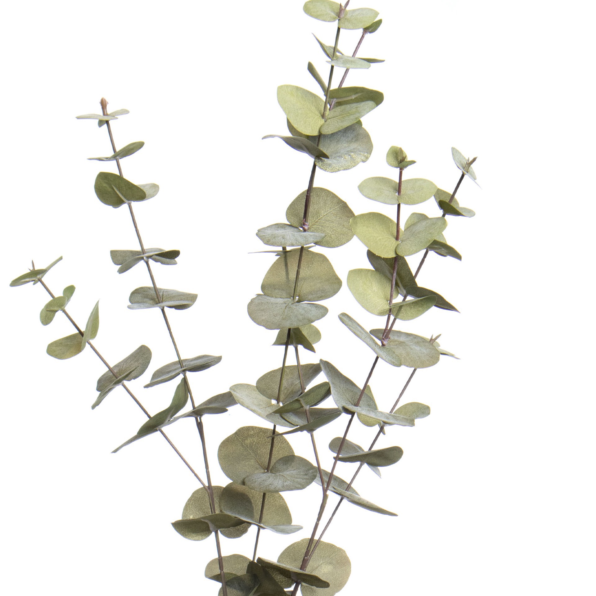 slide 2 of 3, 38" Light Green Eucalyptus Stem By Ashland, 38 in