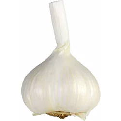 Fresh Garlic