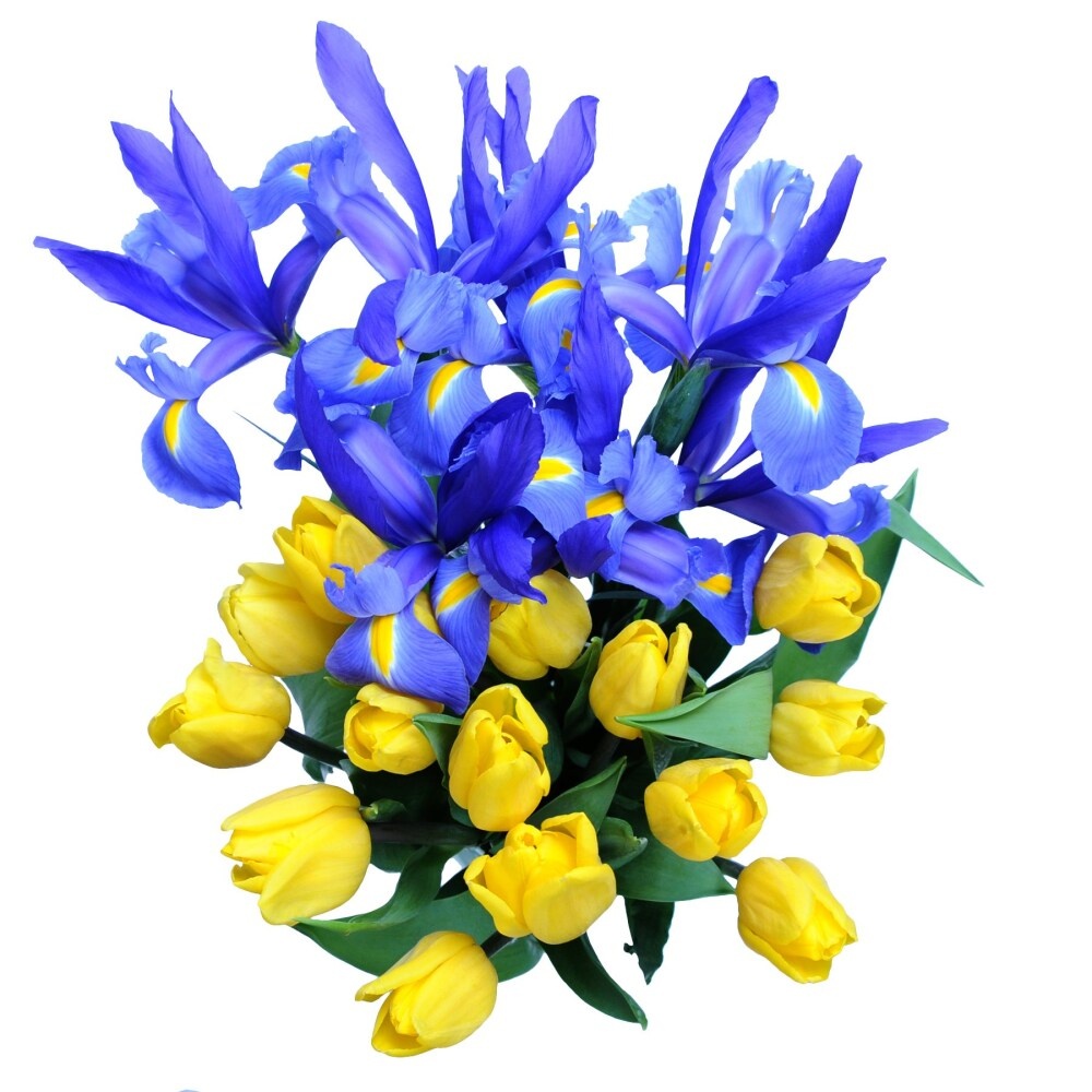 slide 1 of 1, Tulip & Iris Bouquet, 22 stems