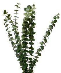 Eucalyptus Assortment