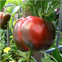 slide 3 of 9, Bonnie Plants  Pepper Red Bell, 19.3 oz
