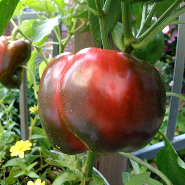 slide 4 of 9, Bonnie Plants  Pepper Red Bell, 19.3 oz