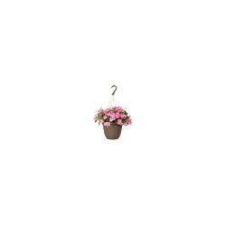 Flowers 10 Select Hanging Basket, 1 Each
